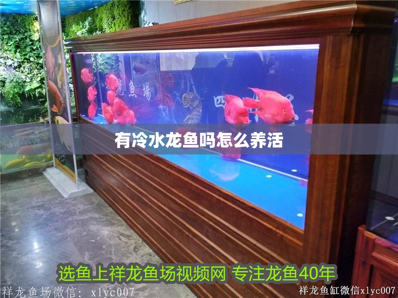 有冷水龍魚嗎怎么養活