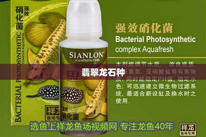 翡翠龍石種 翡翠龍石種 龍魚論壇