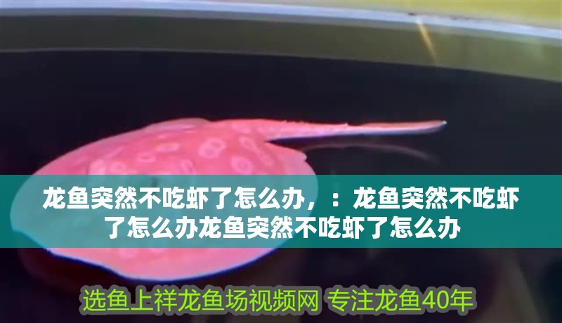 龍魚突然不吃蝦了怎么辦，：龍魚突然不吃蝦了怎么辦龍魚突然不吃蝦了怎么辦