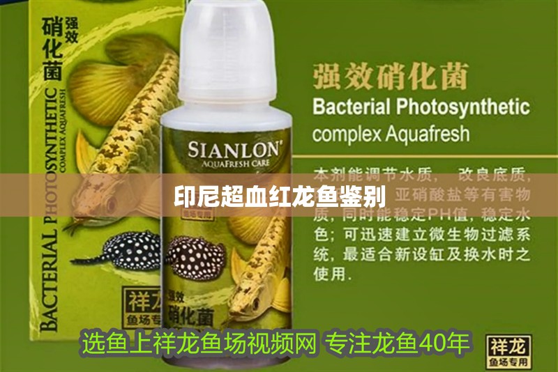 印尼超血紅龍魚(yú)鑒別