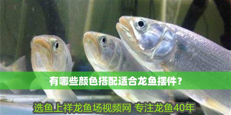 有哪些顏色搭配適合龍魚擺件？