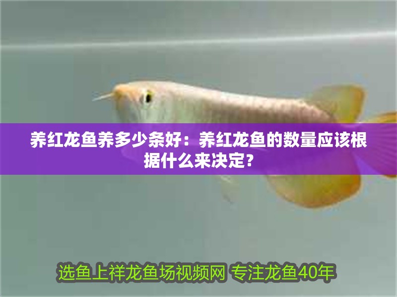 養紅龍魚養多少條好：養紅龍魚的數量應該根據什么來決定？ 養紅龍魚養多少條好：養紅龍魚的數量應該根據什么來決定？ 龍魚百科