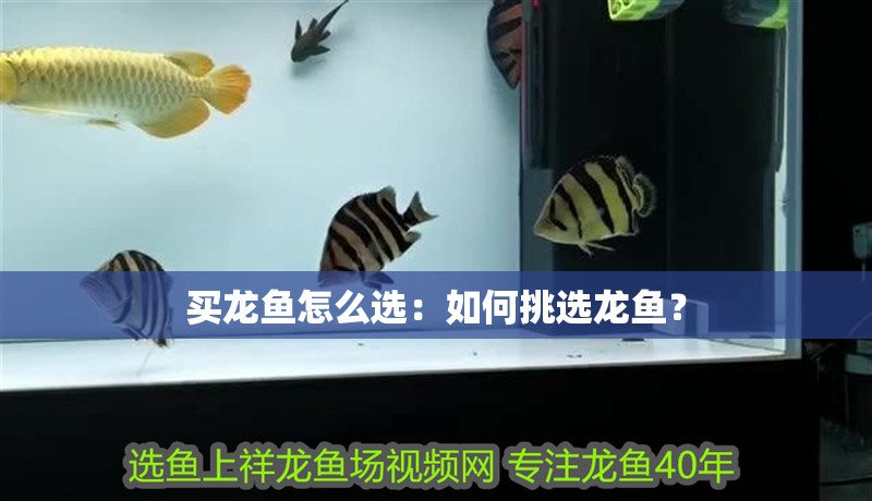 買龍魚怎么選：如何挑選龍魚？
