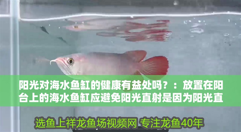 陽光對海水魚缸的健康有益處嗎？：放置在陽臺上的海水魚缸應避免陽光直射是因為陽光直射