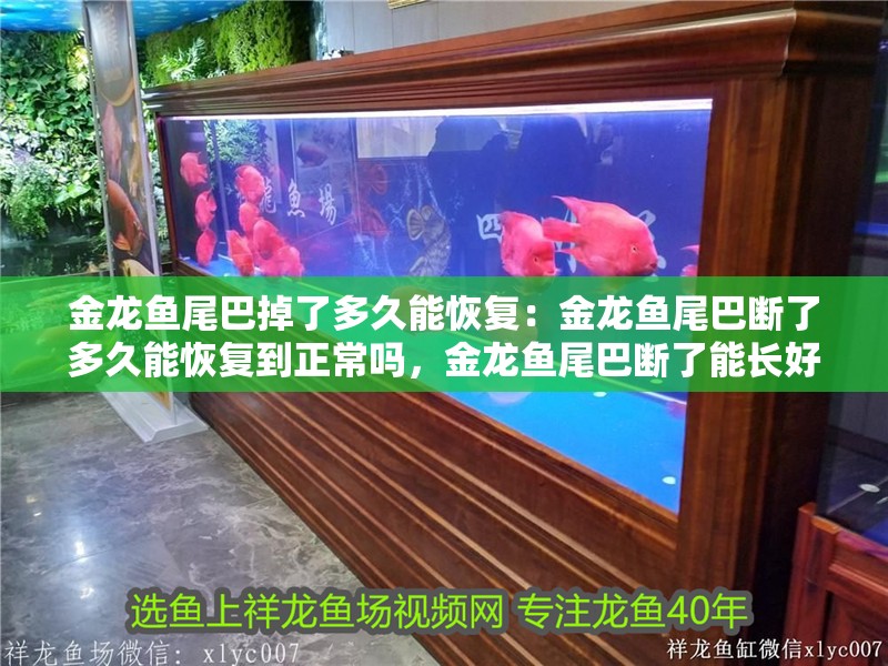 金龍魚尾巴掉了多久能恢復：金龍魚尾巴斷了多久能恢復到正常嗎，金龍魚尾巴斷了能長好嗎