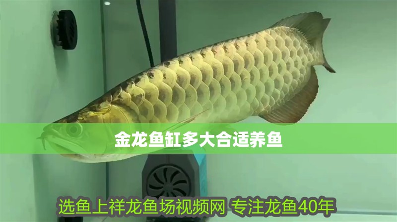 我的虎魚真菌感染了要怎么處理 金龍魚缸多大合適養魚 魚缸百科 金龍魚缸多大合適養魚 金龍魚缸多大合適養魚 魚缸百科
