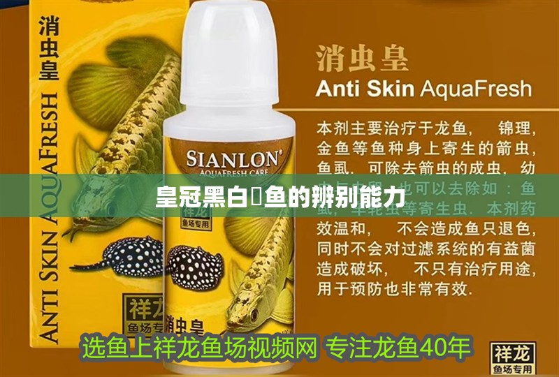 魚缸用增氧泵價格是多少:魚缸增氧機-xtrac增氧機-xtrac增氧機 皇冠黑白魟魚的辨別能力 龍魚論壇 皇冠黑白魟魚的辨別能力 皇冠黑白魟魚的辨別能力 龍魚論壇