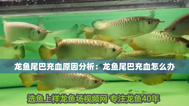 龍魚尾巴充血原因分析：龍魚尾巴充血怎么辦 龍魚尾巴充血原因分析：龍魚尾巴充血怎么辦 龍魚百科