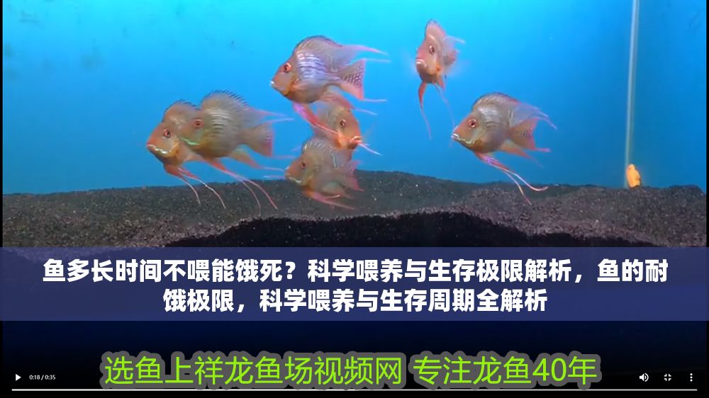 魚多長時間不喂能餓死？科學喂養與生存極限解析，魚的耐餓極限，科學喂養與生存周期全解析