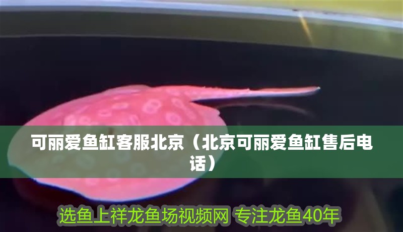 可麗愛(ài)魚缸客服北京（北京可麗愛(ài)魚缸售后電話）