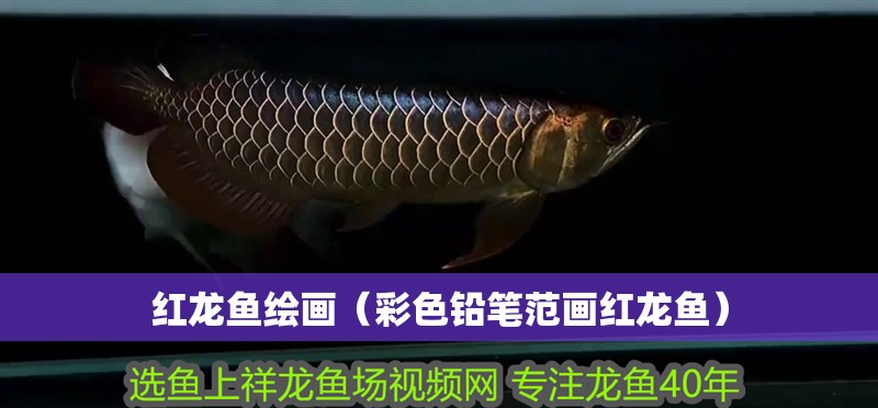 紅龍魚繪畫（彩色鉛筆范畫紅龍魚）