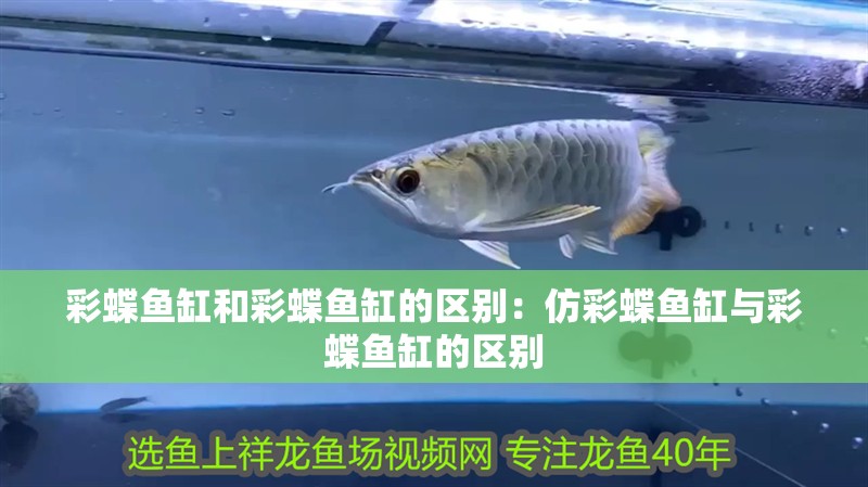 彩蝶魚缸和彩蝶魚缸的區(qū)別：仿彩蝶魚缸與彩蝶魚缸的區(qū)別