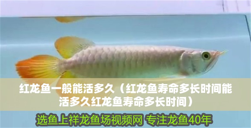 紅龍魚用黃燈烤有用嗎 紅龍魚一般能活多久(紅龍魚壽命多長時間能活多久紅龍魚壽命多長時間) 龍魚百科 紅龍魚一般能活多久(紅龍魚壽命多長時間能活多久紅龍魚壽命多長時間) 紅龍魚一般能活多久(紅龍魚壽命多長時間能活多久紅龍魚壽命多長時間) 龍魚百科