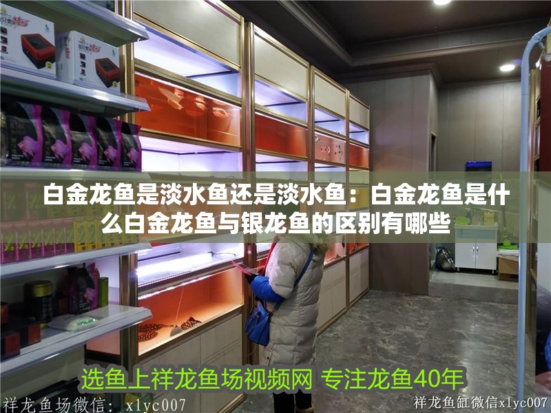 白金龍魚是淡水魚還是淡水魚：白金龍魚是什么白金龍魚與銀龍魚的區(qū)別有哪些