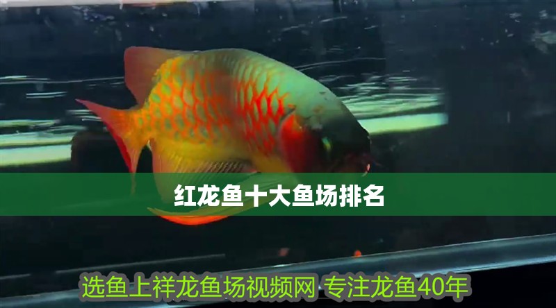 紅龍魚十大魚場排名