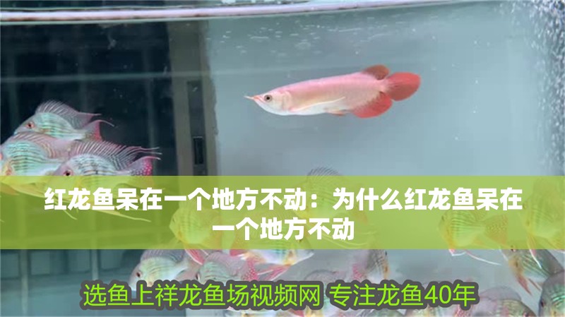 紅龍魚呆在一個地方不動：為什么紅龍魚呆在一個地方不動