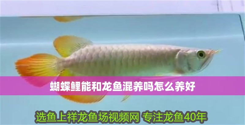 蝴蝶鯉能和龍魚混養嗎怎么養好