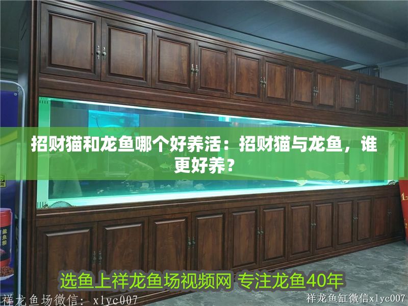 招財貓和龍魚哪個好養活：招財貓與龍魚，誰更好養？