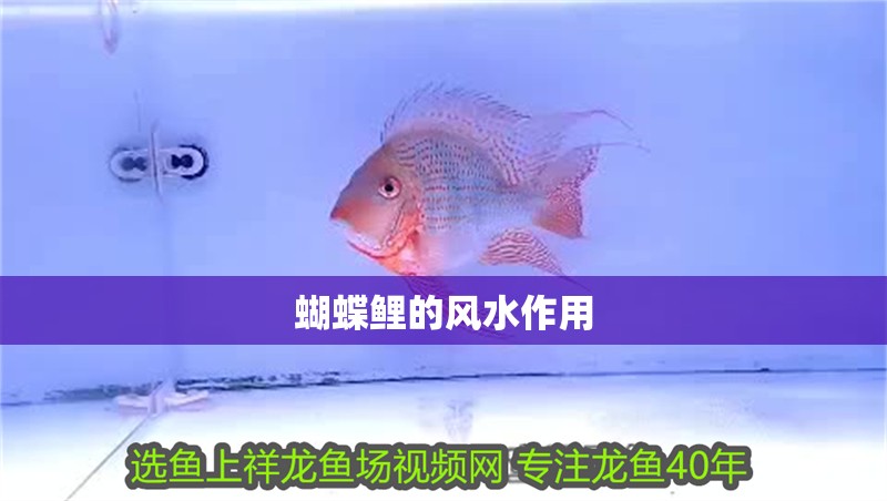 蝴蝶鯉的風水作用