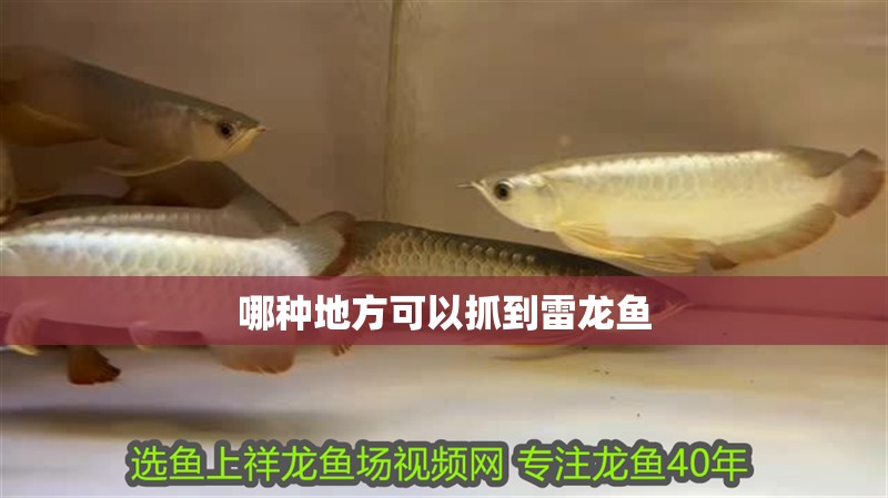 魚缸過濾器選購指南:自制魚缸過濾器魚缸上置過濾器對于養魚愛好者的必備知識 哪種地方可以抓到雷龍魚 龍魚論壇 哪種地方可以抓到雷龍魚 哪種地方可以抓到雷龍魚 龍魚論壇