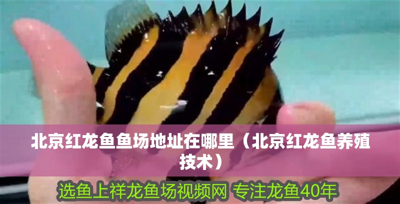 魚缸用增氧泵價(jià)格是多少:魚缸增氧機(jī)-xtrac增氧機(jī)-xtrac增氧機(jī) 北京紅龍魚魚場(chǎng)地址在哪里(北京紅龍魚養(yǎng)殖技術(shù)) 龍魚百科 北京紅龍魚魚場(chǎng)地址在哪里(北京紅龍魚養(yǎng)殖技術(shù)) 北京紅龍魚魚場(chǎng)地址在哪里(北京紅龍魚養(yǎng)殖技術(shù)) 龍魚百科