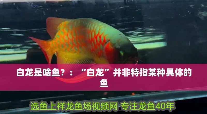 白龍是啥魚？：“白龍”并非特指某種具體的魚