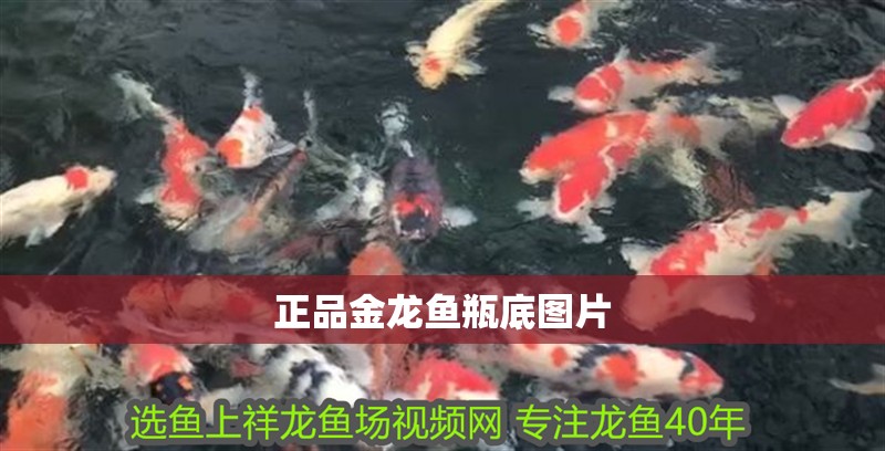 正品金龍魚瓶底圖片