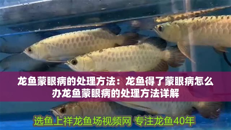 龍魚蒙眼病的處理方法：龍魚得了蒙眼病怎么辦龍魚蒙眼病的處理方法詳解