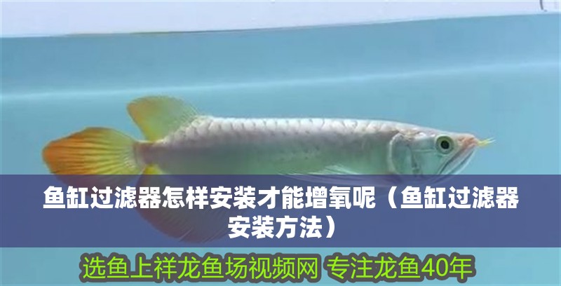 魚缸過濾器怎樣安裝才能增氧呢（魚缸過濾器安裝方法）