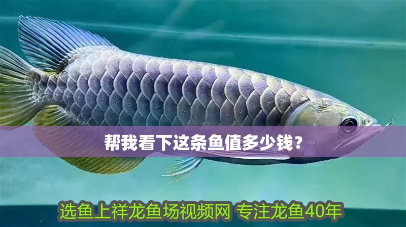幫我看下這條魚值多少錢？