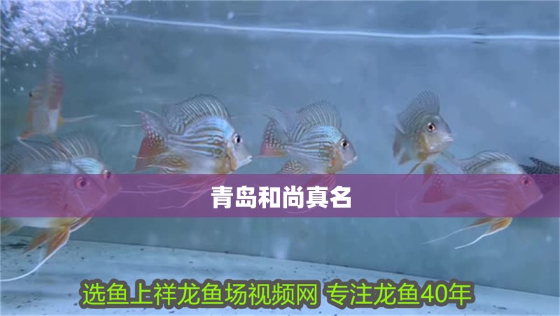 青島和尚真名