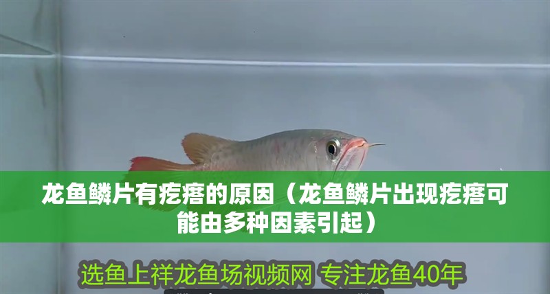 龍魚鱗片有疙瘩的原因（龍魚鱗片出現疙瘩可能由多種因素引起）