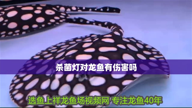 殺菌燈對龍魚有傷害嗎