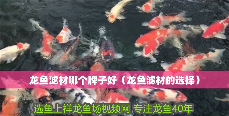 龍魚濾材哪個牌子好（龍魚濾材的選擇）