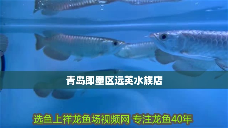 青島<strong><mark>即墨</mark></strong>區遠英水族店