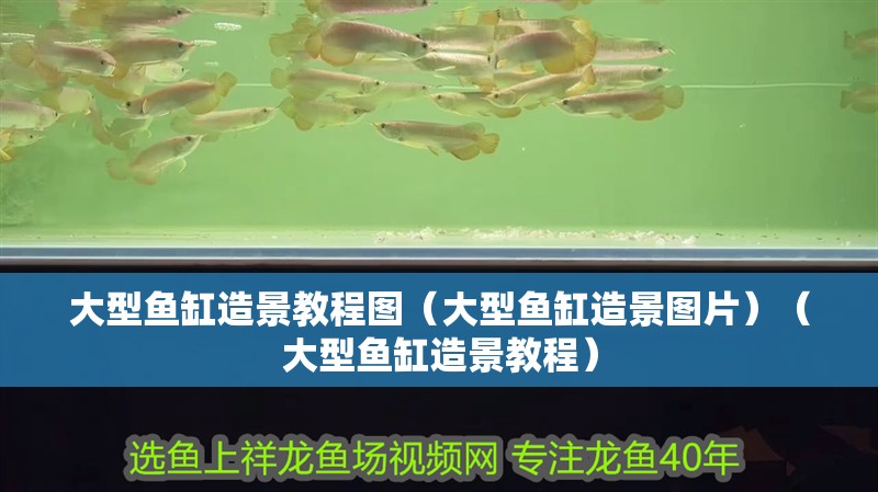 大型魚缸造景教程圖（大型魚缸造景圖片）（大型魚缸造景教程）