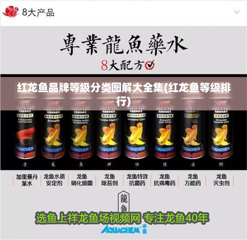 紅龍魚品牌等級分類圖解大全集(紅龍魚等級排行)