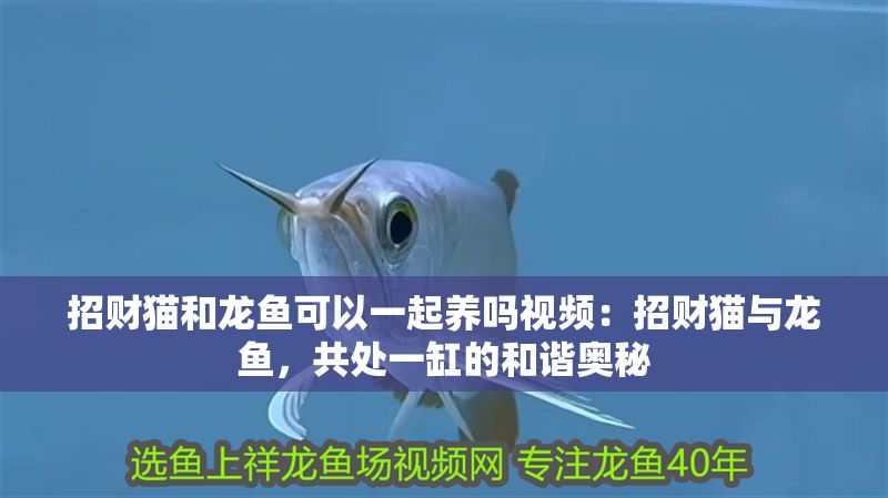 招財(cái)貓和龍魚可以一起養(yǎng)嗎視頻：招財(cái)貓與龍魚，共處一缸的和諧奧秘