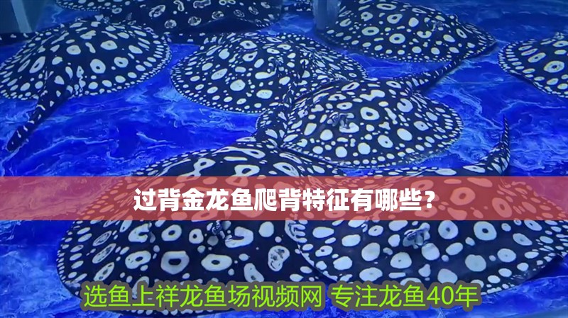 過背金龍魚爬背特征有哪些？