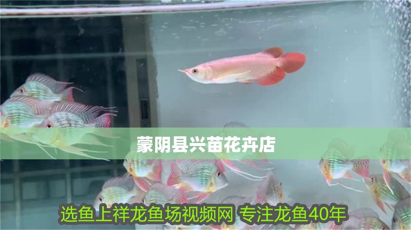 蒙陰縣興苗花卉店 蒙陰縣興苗花卉店 全國水族館企業名錄 第1張
