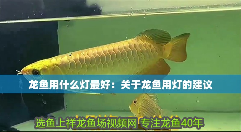 龍魚用什么燈最好：關(guān)于龍魚用燈的建議