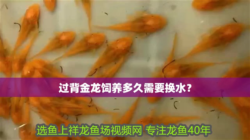 過背金龍飼養多久需要換水？