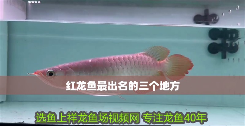 紅龍魚最出名的三個地方