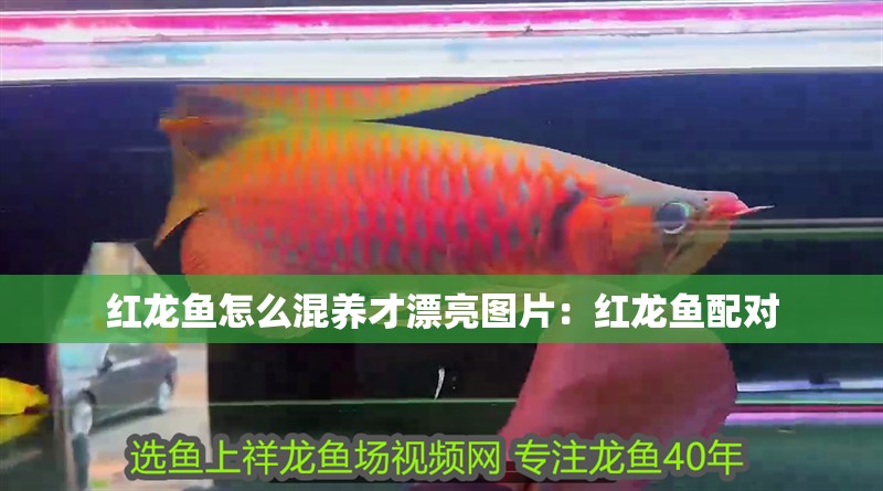 紅龍魚怎么混養才漂亮圖片：紅龍魚配對