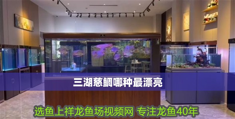 三湖慈鯛哪種最漂亮