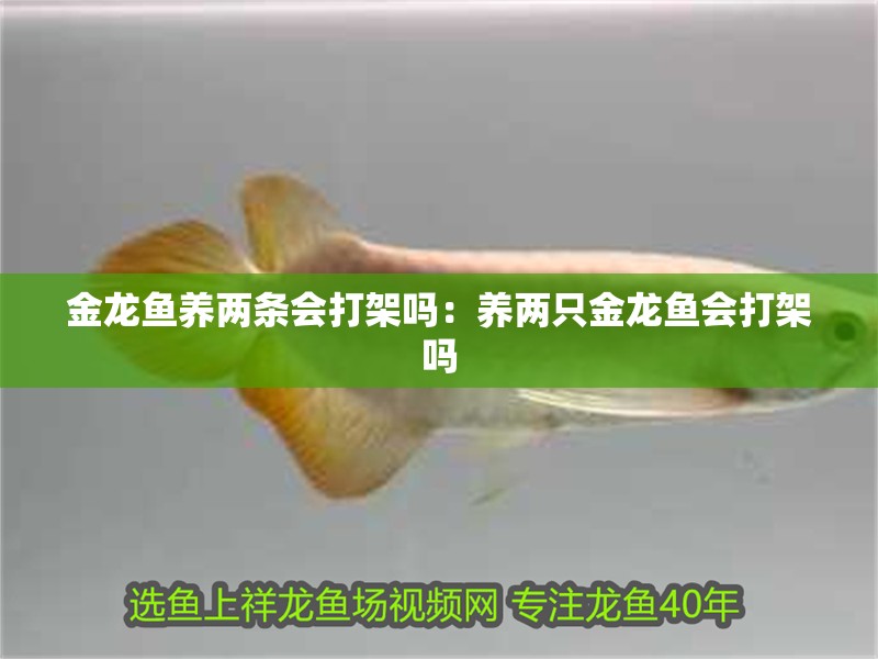 金龍魚養(yǎng)兩條會(huì)打架嗎：養(yǎng)兩只金龍魚會(huì)打架嗎