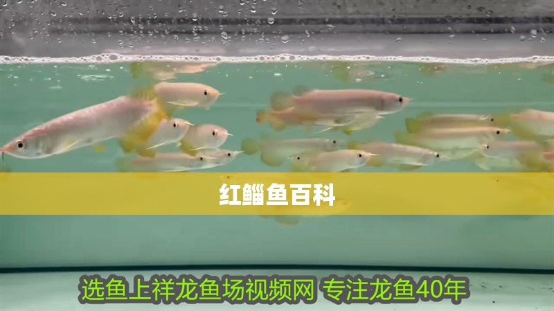 紅鯔魚百科