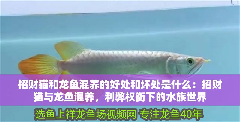 招財貓和龍魚混養(yǎng)的好處和壞處是什么：招財貓與龍魚混養(yǎng)，利弊權衡下的水族世界