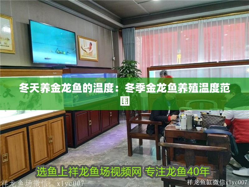 冬天養金龍魚的溫度：冬季金龍魚養殖溫度范圍