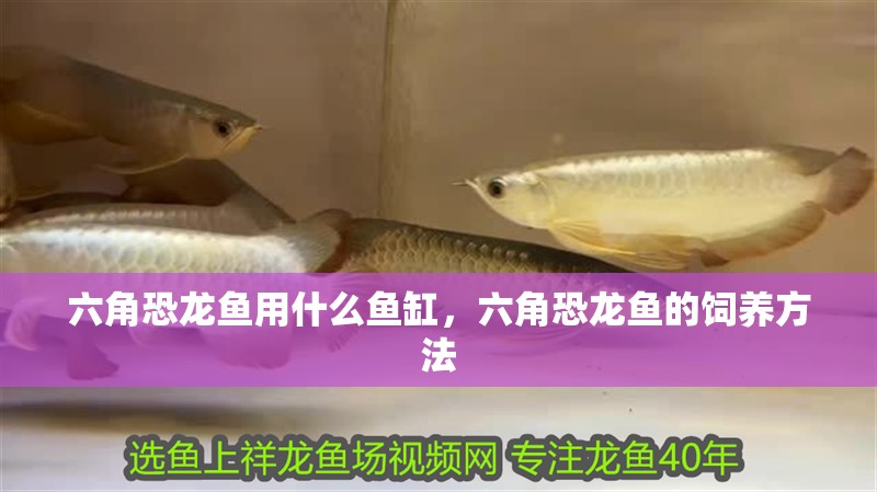 六角恐龍魚(yú)用什么魚(yú)缸，六角恐龍魚(yú)的飼養(yǎng)方法